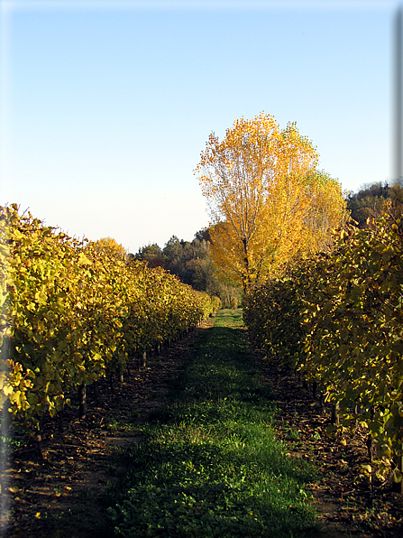 foto Paesaggi Autunnali tra le colline Fontesi